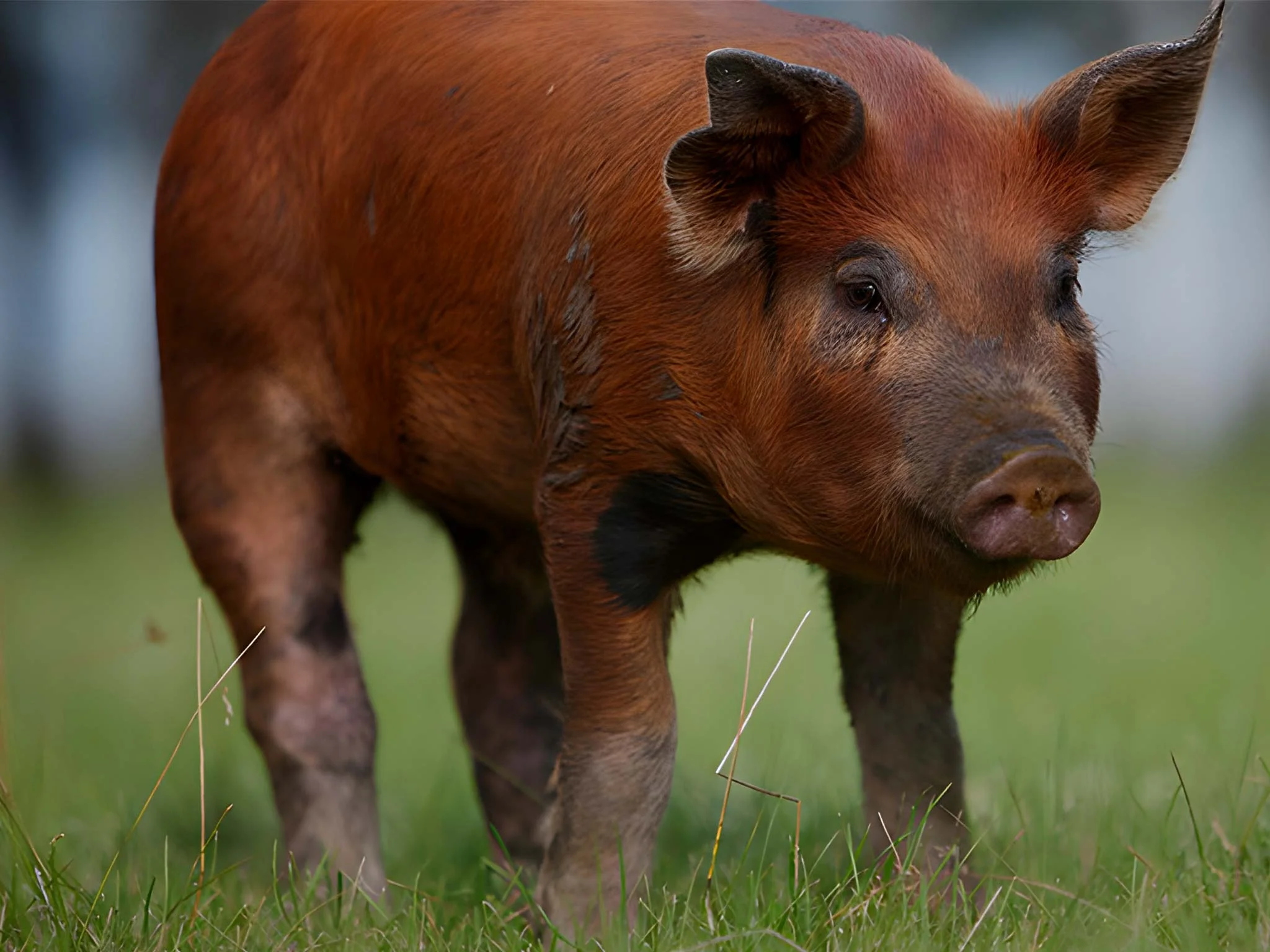 imagen-destacada-post-blog-razaduroc-donbernardino-www.donbernardino.es_